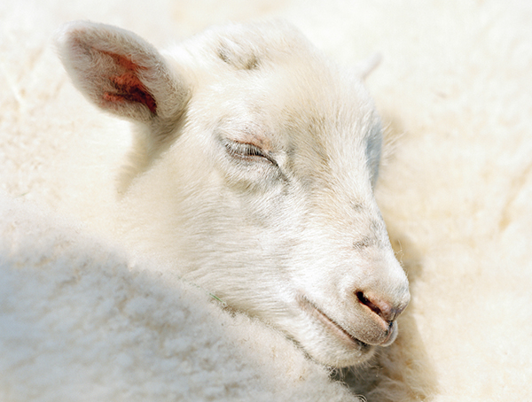 dormiente Schurwolle