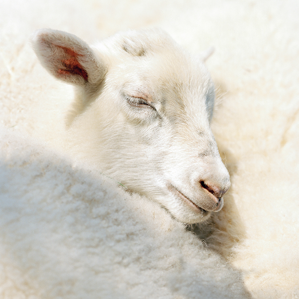 Schafschurwolle Schafe