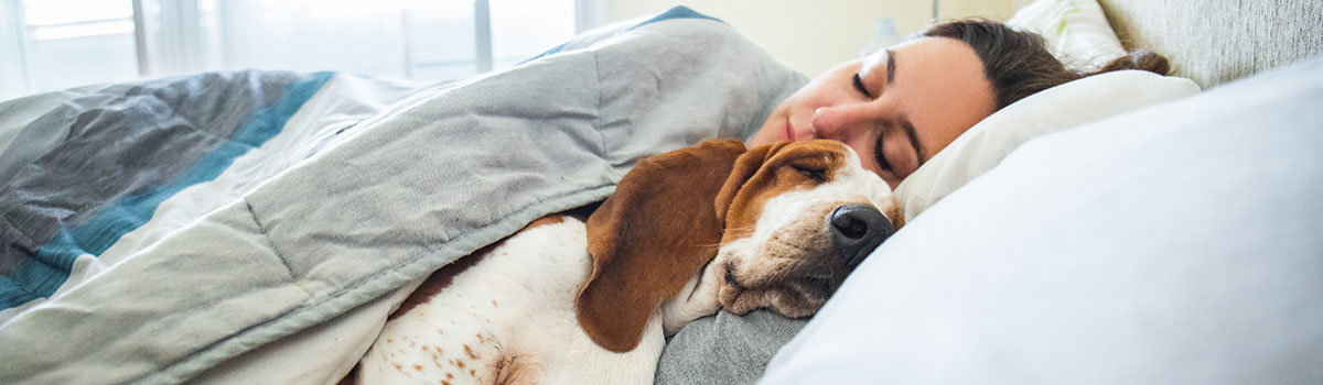 Vorteile und Nachteile: Mit dem Hund im Bett schlafen - Vorteile und Nachteile: Mit dem Hund im Bett schlafen