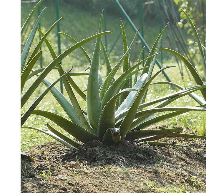 Aloe Vera