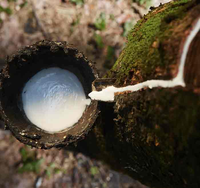 Naturlatex, auch als Kautschuk oder Naturkautschuk bezeichnet, wird auf sogenannten Kautschukplantagen in Ostasien