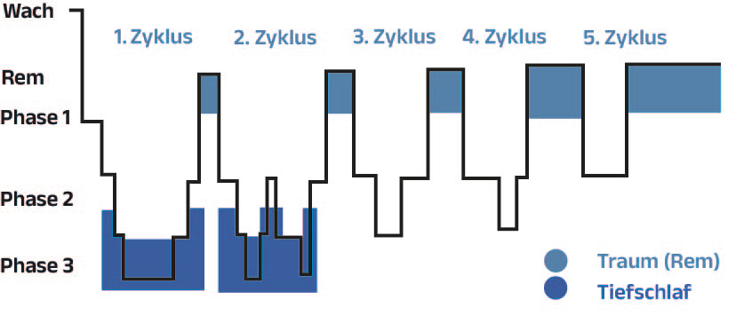 Schlafzyklus-Grafik mit den verschiedenen Phasen des Schlafs