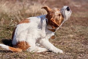 hund-kratzt-wegen-floehe