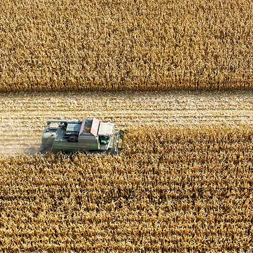 Ingeo wird geerntet