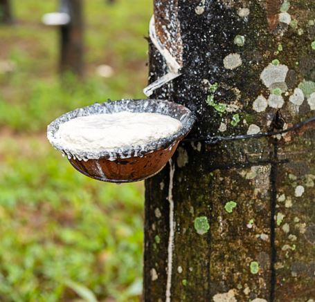 naturlatex wrd aus einem baum gewonnen
