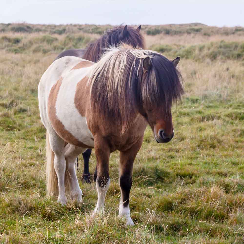 Pferd mit langer Mähne aus Rosshaar