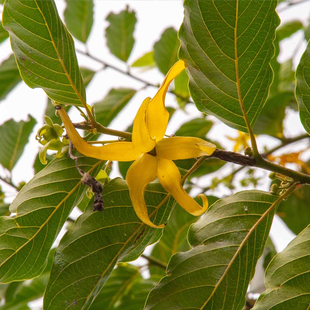 Ylang Ylang Blüte am Baum