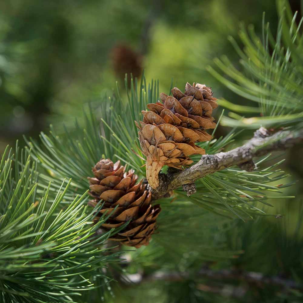 Zirben Zapfen am Baum